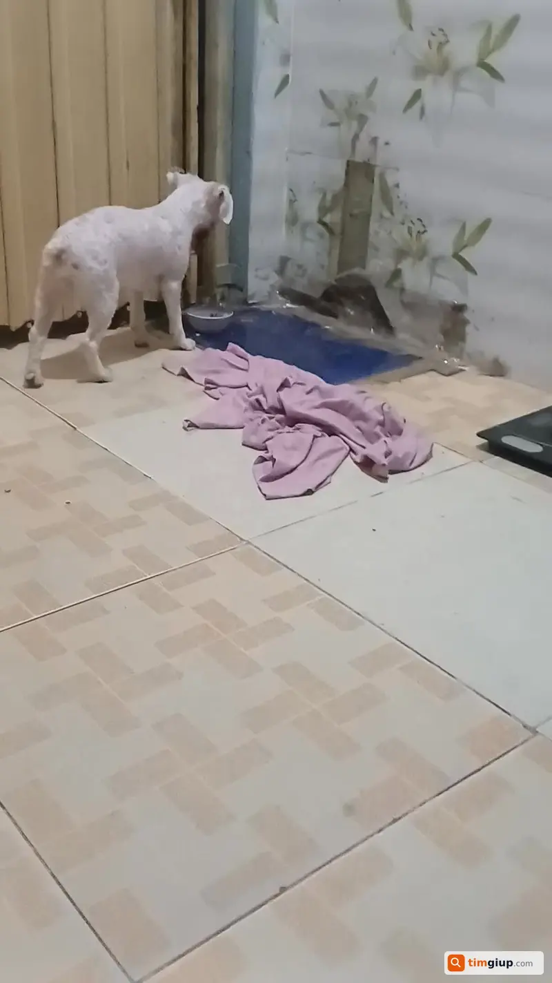 Nhặt được chó bị lạc cần tìm chủ liên hệ nhận lại tại Hà Nội