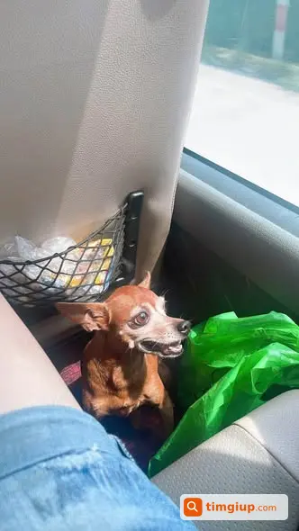 Tìm Chó Phốc Hươu Tên Còi Lạc Tại Yên Hoà, Hà Nội