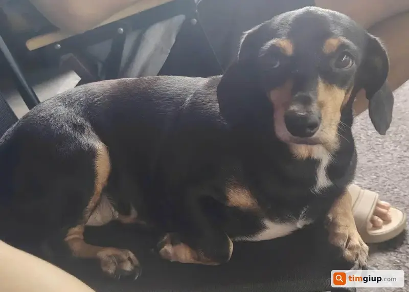 Tìm chó lạc tên Beo tại Gò Vấp, TP. Hồ Chí Minh