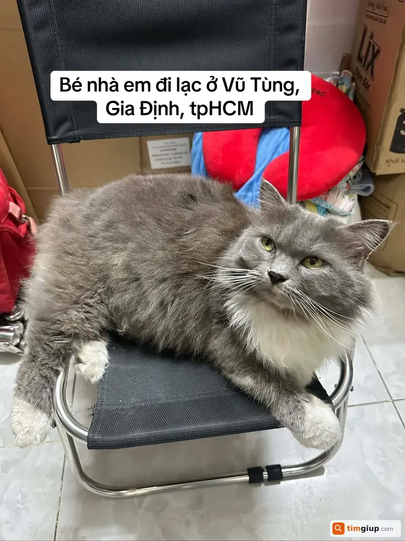 Tìm mèo Anh tên Cụt bị lạc tại Quận Bình Thạnh, TP.HCM