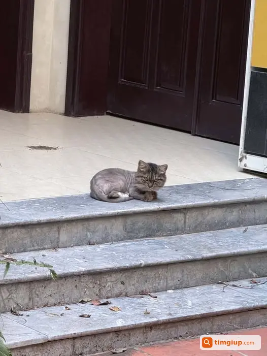 Mèo Thất Lạc Tại Ngõ 5 Hoàng Quốc Việt, Hà Nội