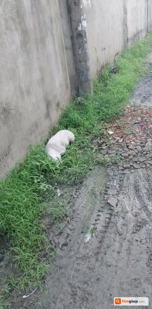 Nhặt được chó đi lạc gần chợ Ngã Ba Bầu, Hóc Môn