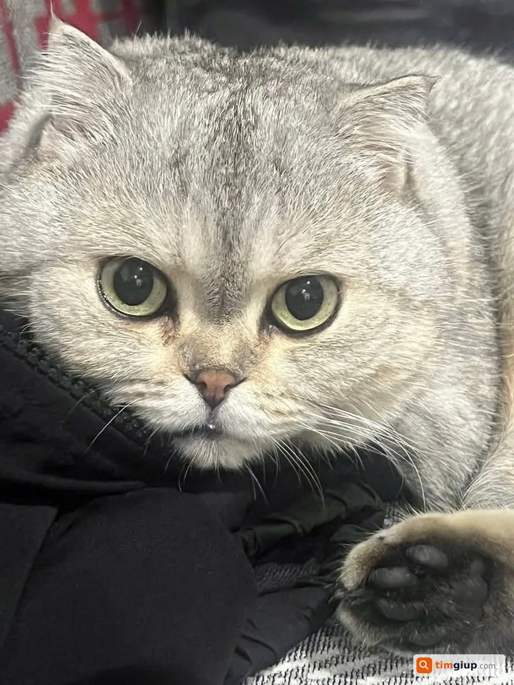 Tìm bé mèo đực thất lạc tại khu vực Vinmec Đà Nẵng