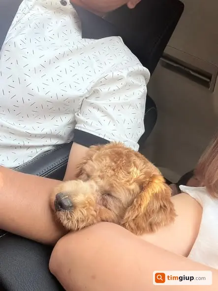 Tìm chó Nấm lông vàng đuôi cụt lạc tại Vân Đình, Hà Nội