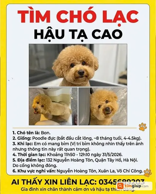 Tìm chó Poodle đực màu nâu vàng lạc tại Nguyễn Hoàng Tôn, Tây Hồ