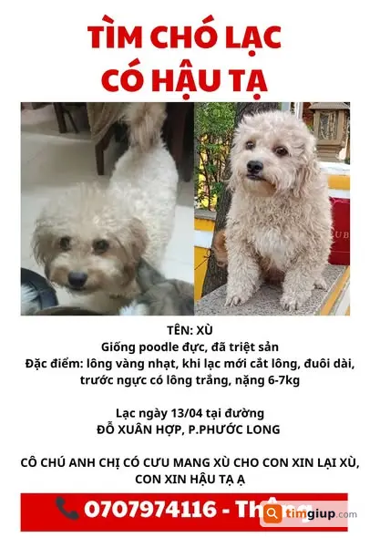 Tìm chó Xù lông vàng nhạt lạc tại Đỗ Xuân Hợp, Thủ Đức