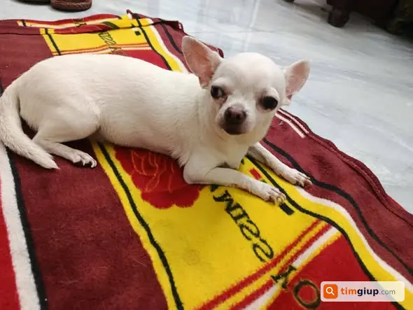 Tìm chó Chihuahua trắng tên Probi lạc Lê Ngô Cát, Huế