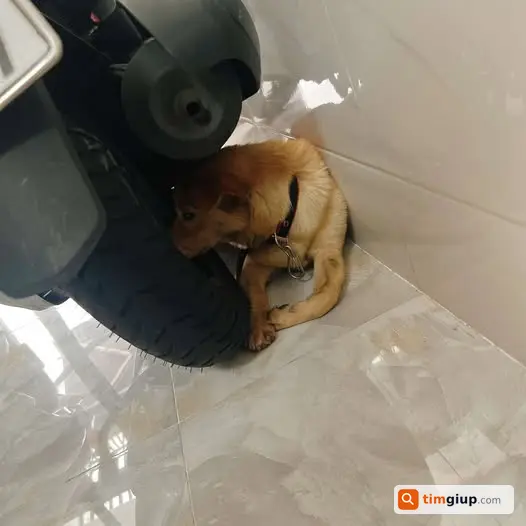 Tìm chủ chó cún đi lạc khu vực Bình Thới, Quận 11 TP.HCM (VN)
