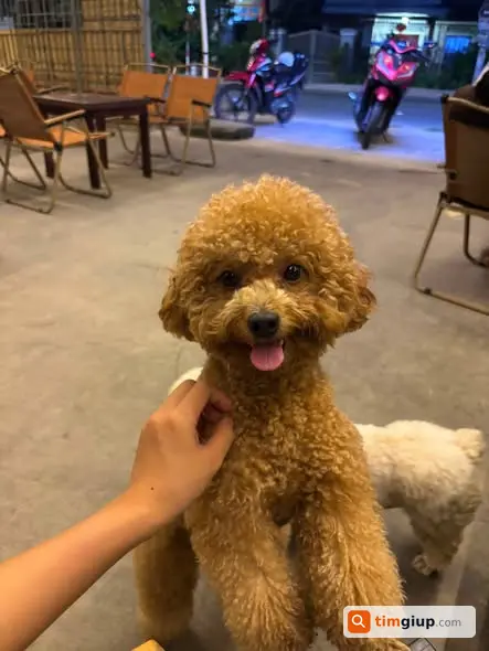 Tìm Chó Poodle Lông Vàng Tên Đậu Thất Lạc Hướng Lâm Đồng