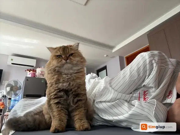 Tìm mèo Anh lông dài cái bị mất tại Cô Giang, Phú Nhuận