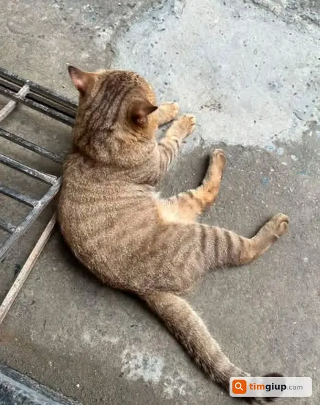 Ảnh 1