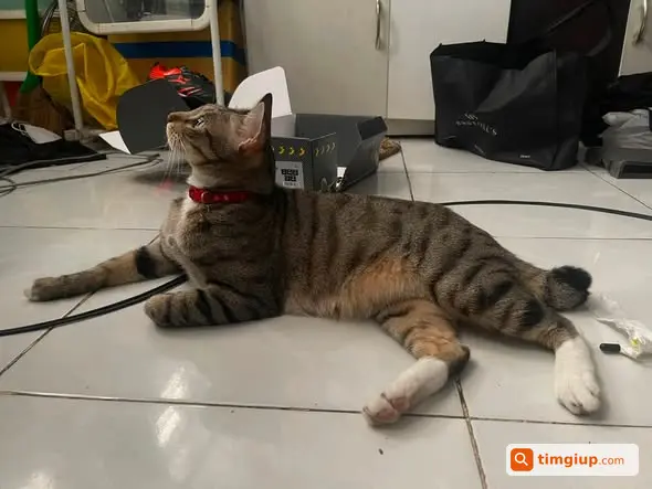 Tìm Mèo Mướp Tên Cọp Thất Lạc Tại Đình Phong Phú
