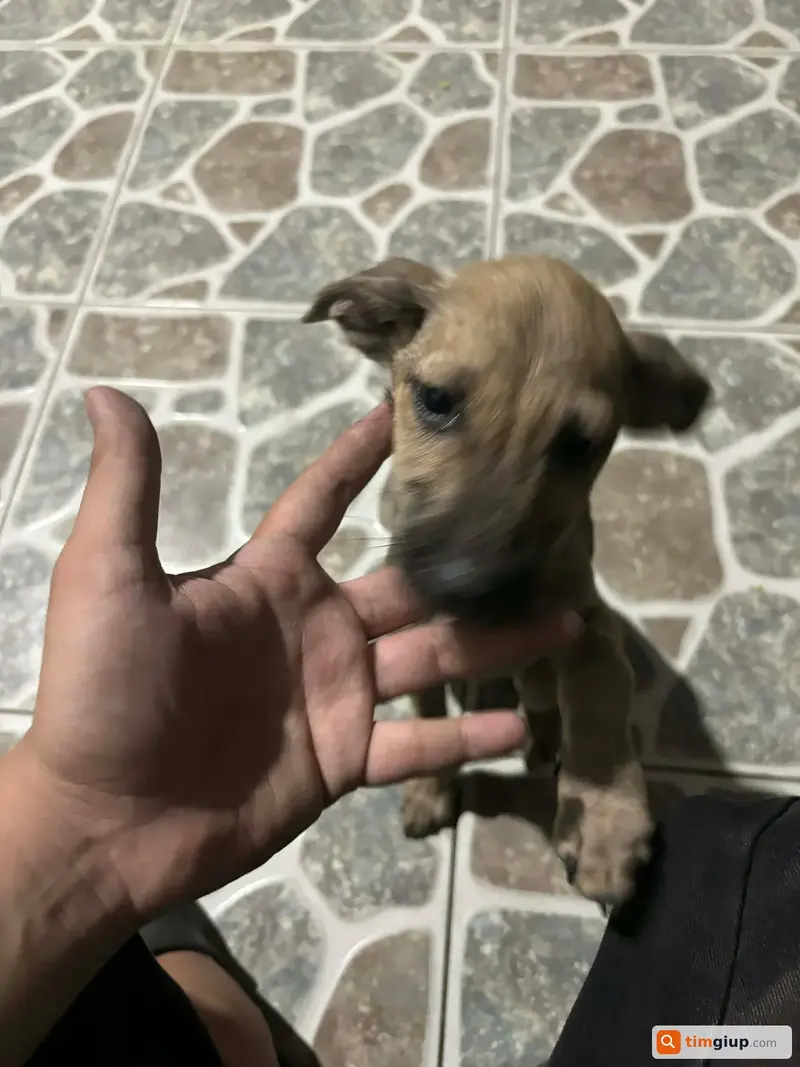 Tìm chú chó cỏ màu vàng xám thất lạc tại Dĩ An, Bình Dương