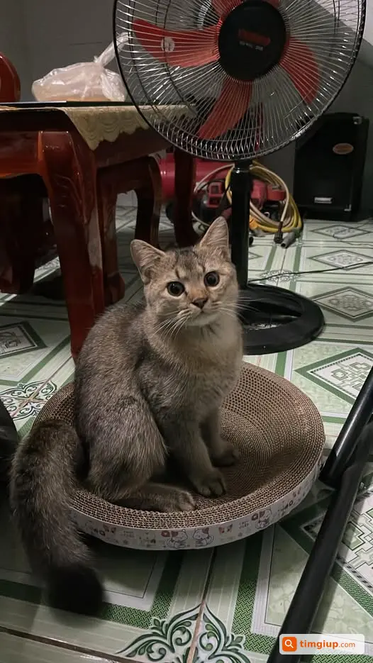 Mèo Thất Lạc Tại Bình Hưng Hoà B, Bình Tân Cần Tìm Lại