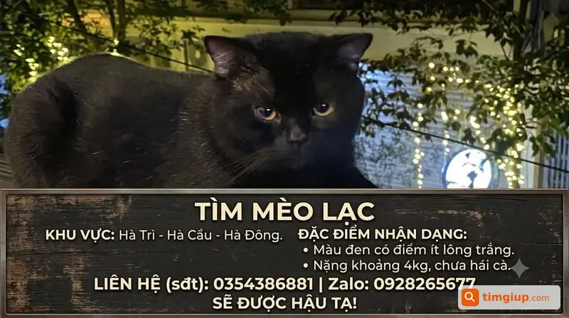 Tìm Mèo Đen Thất Lạc Tại Hà Trì, Hà Cầu, Hà Đông