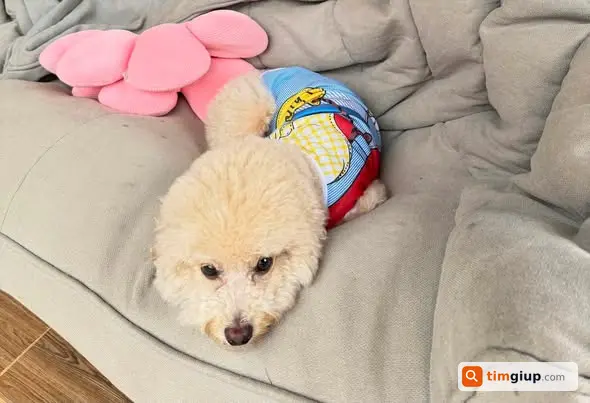Tìm Chó Poodle Trắng Kem Thất Lạc Đường Nguyễn Công Trứ, Đà Lạt