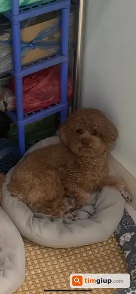 Tìm Chó Poodle Tiny Nâu Thất Lạc Tại Đức Giang, Long Biên, Hà Nội