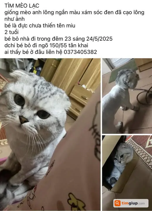 Tìm mèo Anh lông ngắn tai cụp màu xám lạc ở Tân Khai