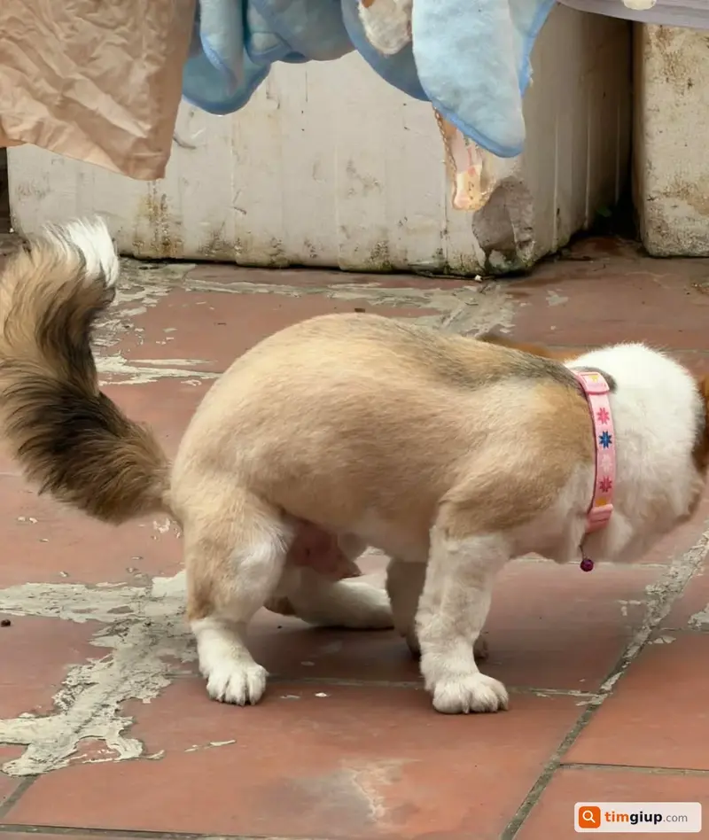 Tìm bé chó Corgi tên Ka bị lạc tại Cầu Giấy, Hà Nội