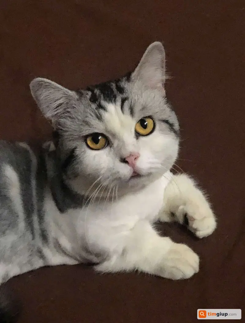 Tìm mèo Ding Ding lạc tại Xô Viết Nghệ Tĩnh