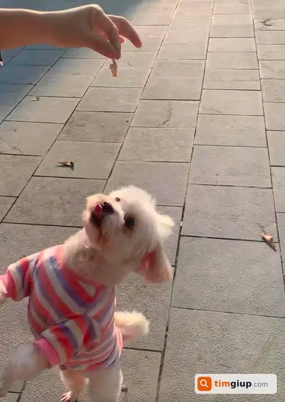 Tìm Chó Thất Lạc Poodle Lai Nhật Trắng Tại Trung Văn, Hà Nội