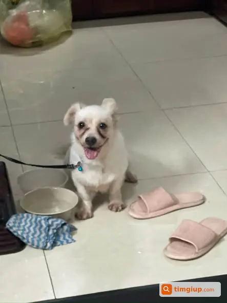 Cún Trắng 1 Tai Cụp 1 Tai Xoè Trú Mưa Tại Thượng Cát
