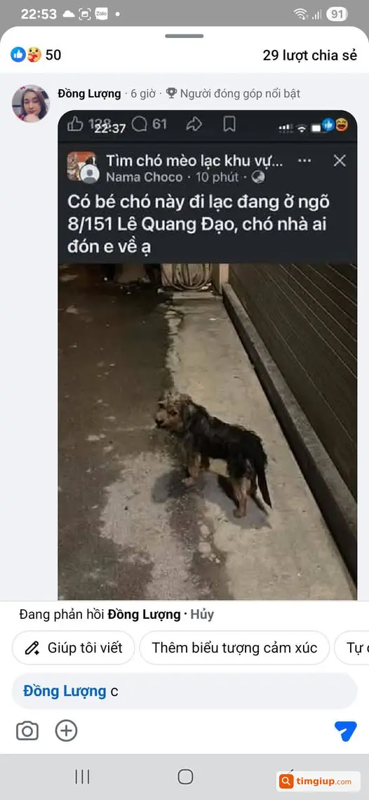 Tìm Chó Thất Lạc Theo Hình Đăng, Mong Mọi Người Liên Hệ