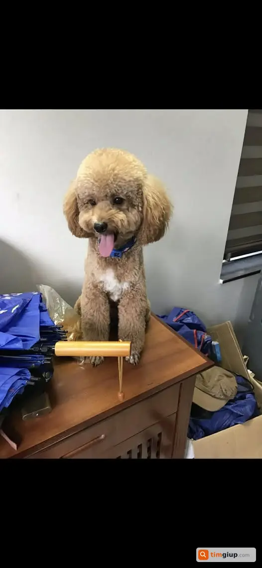 Tìm Chó Poodle Đực Màu Nâu Thất Lạc Tại Phú Lương Hà Đông