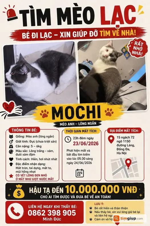Tìm Mèo Mochi Thất Lạc Tại Đống Đa, Hà Nội Sau 36 Ngày