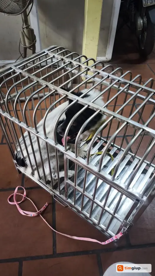 Tìm chủ chó bị lạc tại khu vực Hàng Chiếu, Hà Nội
