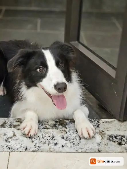 Tìm chó Border Collie đen trắng lạc tại Xuân Phương, Hà Nội