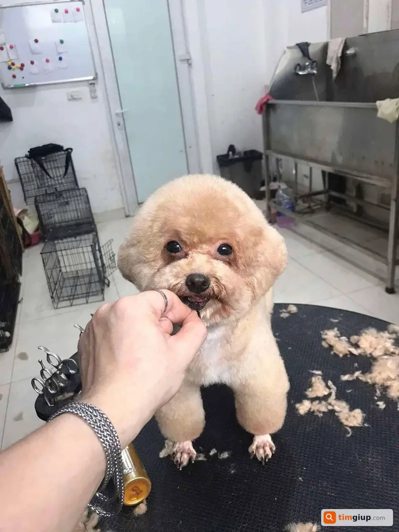 Tìm chó Poodle tên Khói lạc tại Trần Vỹ, Cầu Giấy, Hà Nội