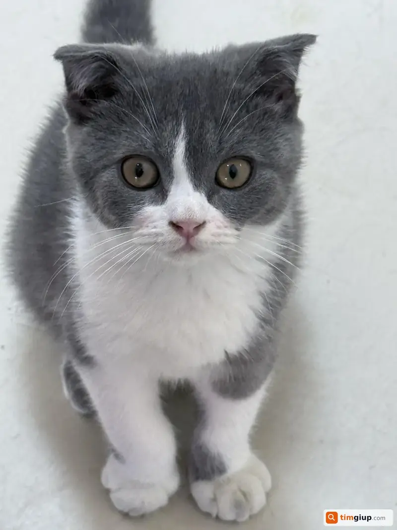 Tìm bé mèo Anh lông ngắn tai cụp thất lạc tại Tân Phú, Đồng Nai