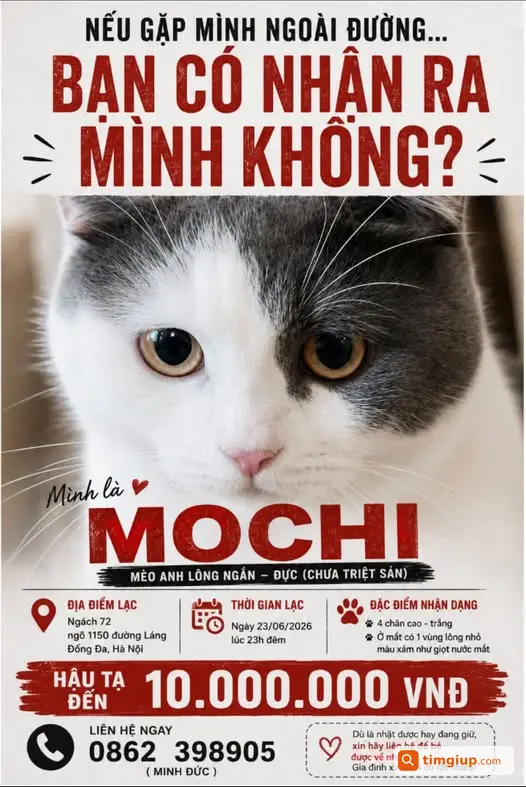 Mèo Mochi Thất Lạc Tại Ngõ 1150 Đường Láng, Hà Nội