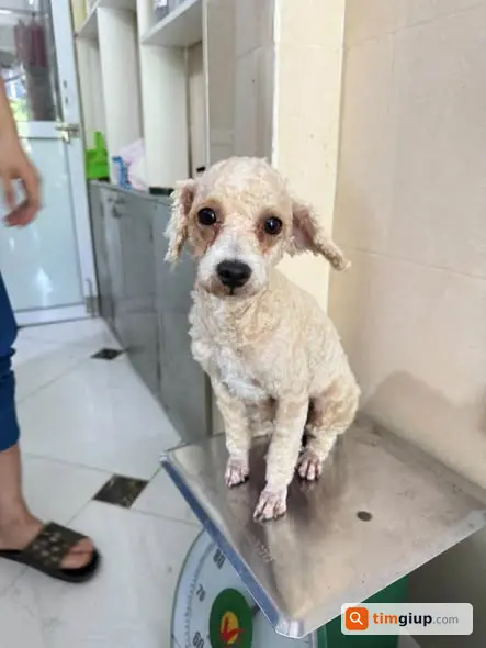 Tìm chủ chó đi lạc khu chợ Nam Dư Vĩnh Hưng