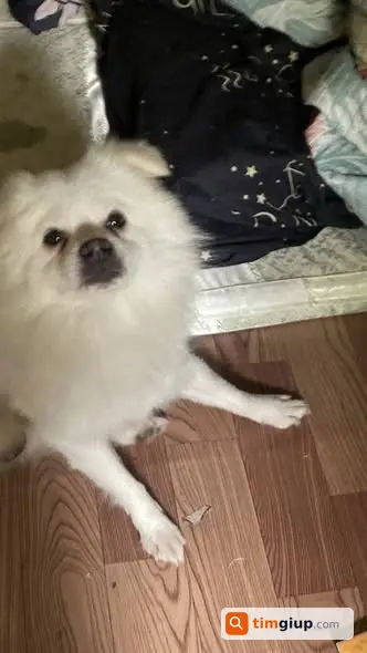 Tìm chó lạc tên San 2 tuổi 9kg khu Trung Văn, Đại Mỗ