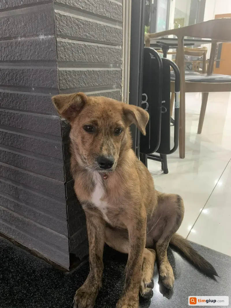 Tìm chó Phú Quốc tên Bin thất lạc tại TP. Thủ Đức, Hồ Chí Minh