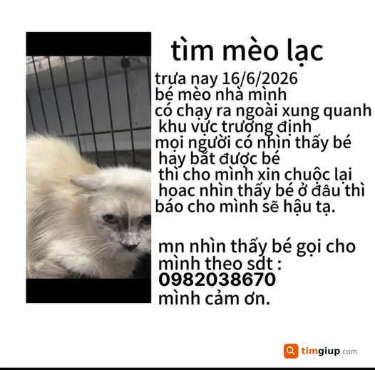Tìm Mèo Thất Lạc Ngày 16-6-2026 Tại Khu Vực Cổ Nhạn