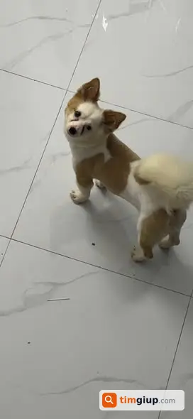 Tìm thú cưng lạc khu vực Ỷ La, Dương Nội gần ĐH Kiểm Sát