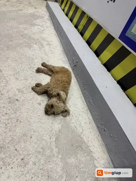 Tìm chó Poodle cái lạc tại khu vực Gamuda Land Yên Sở