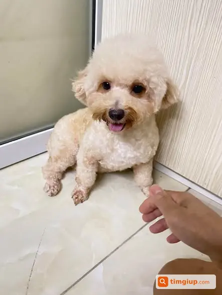 Nhặt Được Chó Lạc Ở Vũ Tông Phan - Khương Trung, Hà Nội