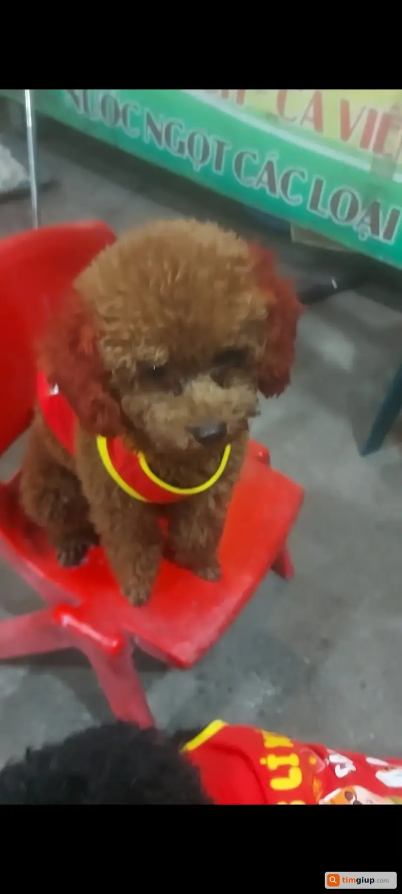 Tìm chó thất lạc tên Bắp tại Dĩ An, Bình Dương