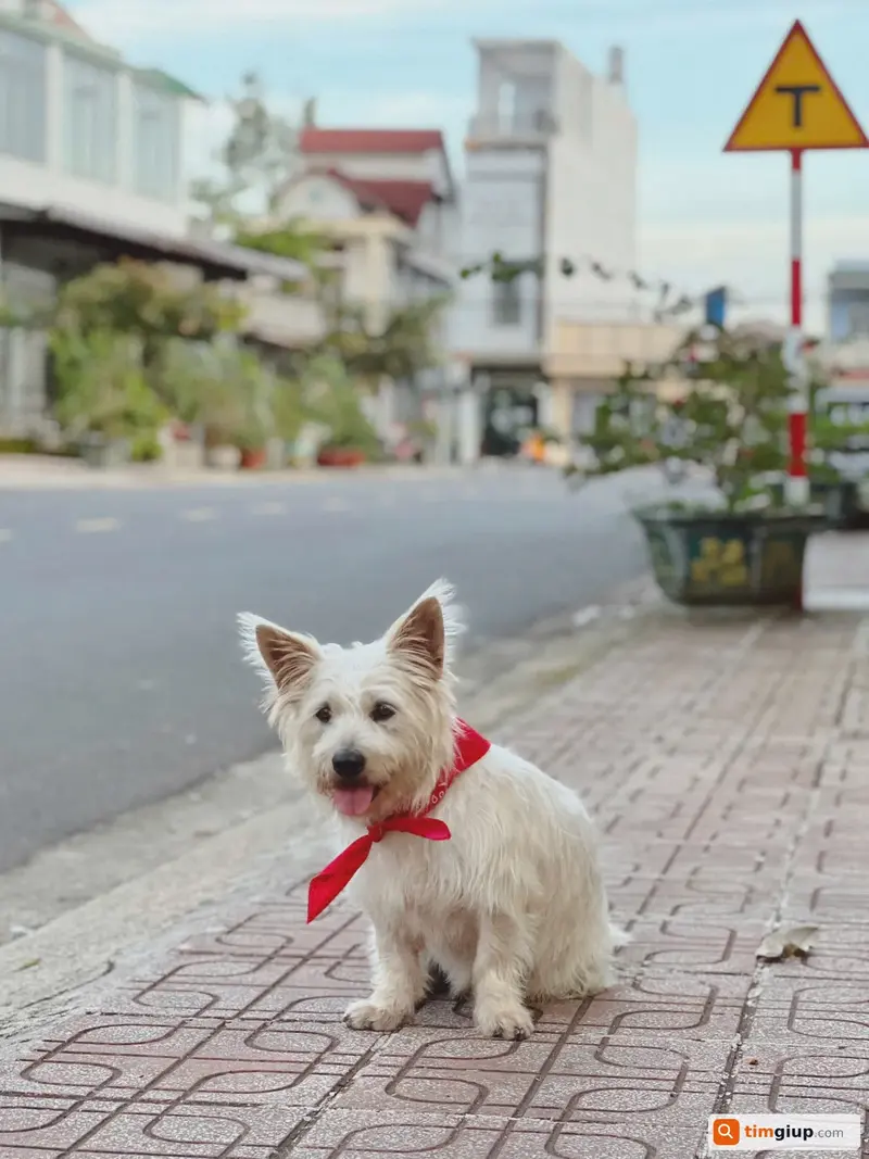 Tìm chuộc bé chó Ú bị bắt trộm tại Bảo Lộc, Lâm Đồng