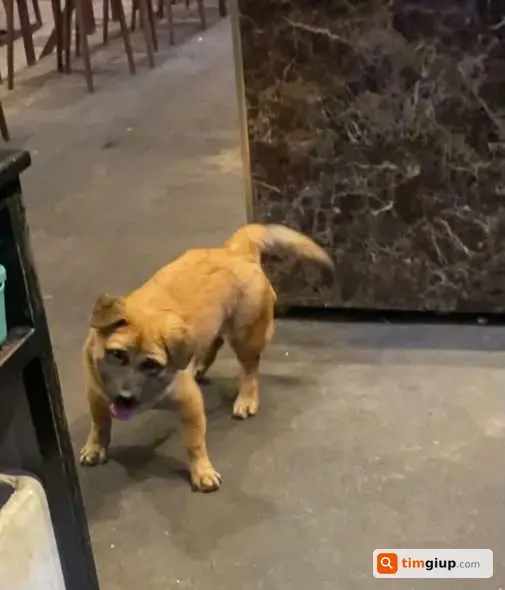 Tìm Bé Thất Lạc Và Liên Hệ Hỗ Trợ Qua Số Điện Thoại