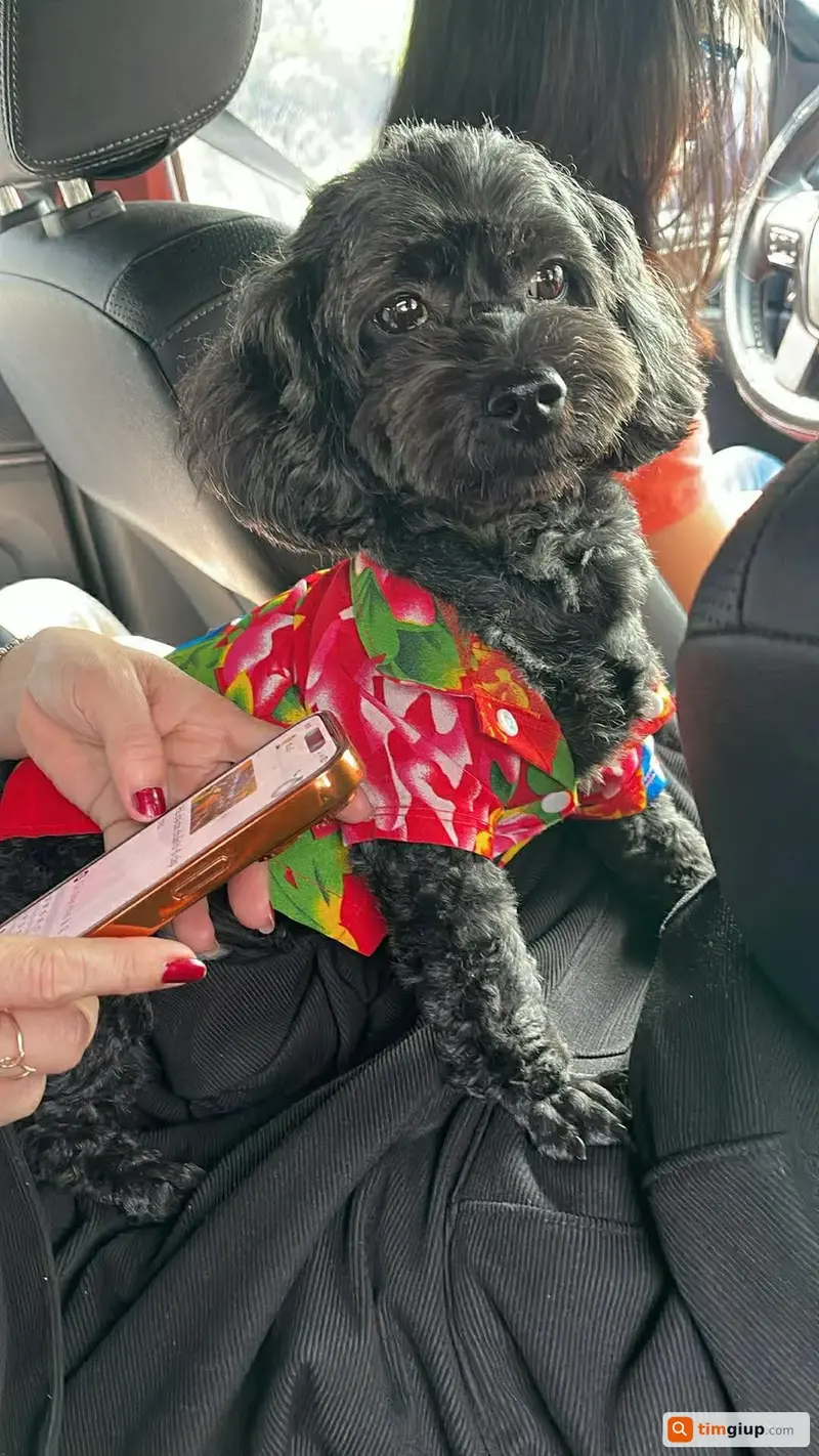 Tìm bé chó Poodle tên Milu thất lạc tại Quận 10, TP.HCM