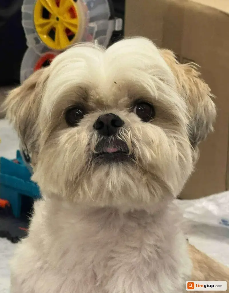 Tìm chó giống Shihtzu tên Dik lạc tại Hà Nội