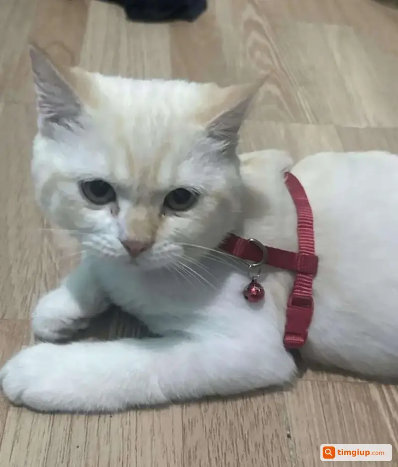 Mèo Aln Bắp Lạc Gần Nhà Thi Đấu Đa Năng Quận 7
