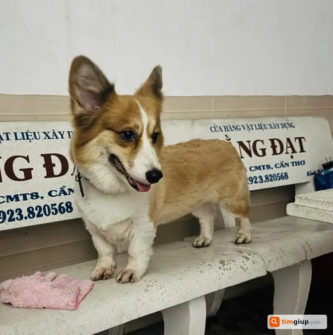 Tìm chó Corgi tên Kobi thất lạc tại Bình Thủy, Cần Thơ