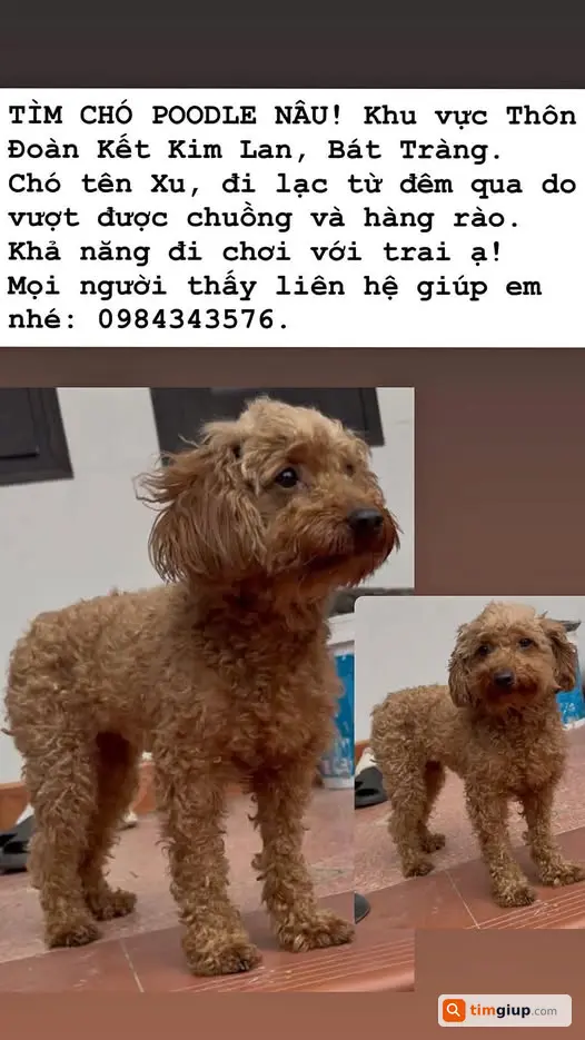 Tìm Chó Poodle Nâu Tên Xu Thất Lạc Tại Kim Lan, Bát Tràng
