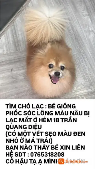 Chó Phốc Sóc Lông Vàng Thất Lạc Tại Trần Quang Diệu, Q3